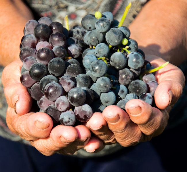 Grapes in hands